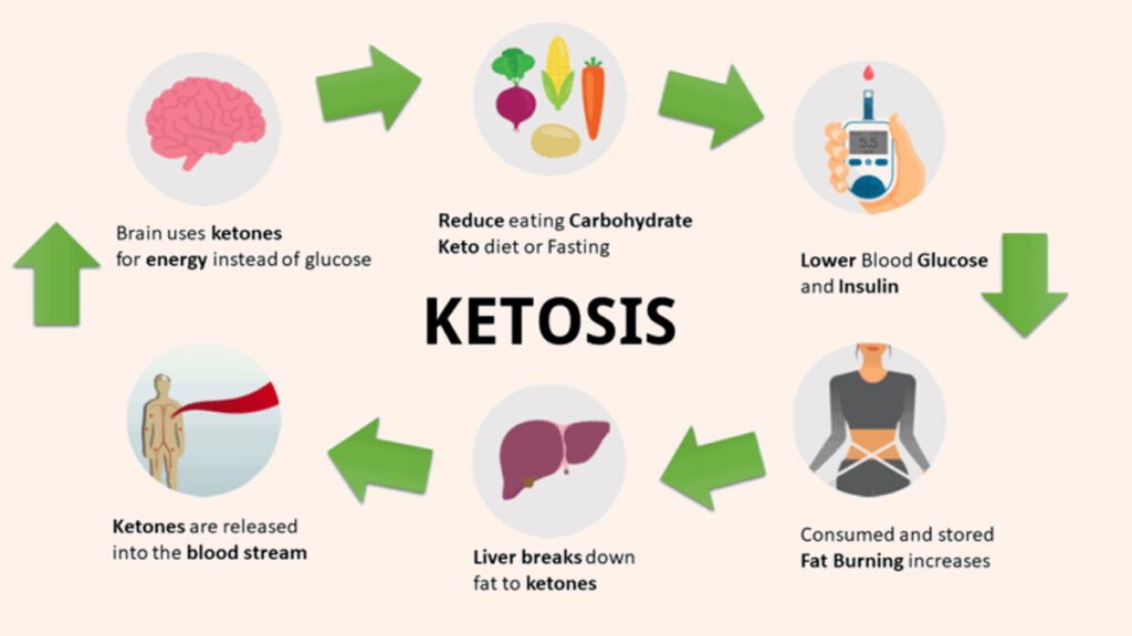 Metabolism Process Chart