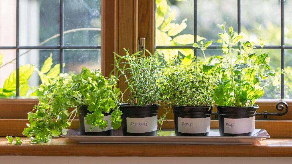 How Much Does a Herb Garden Cost
Indoor Herb Gardens