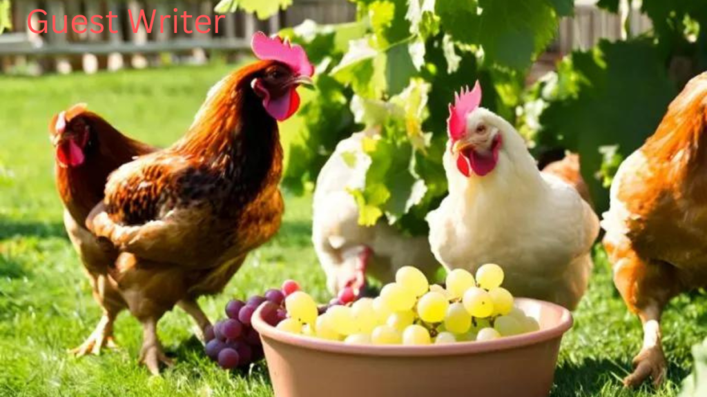 Can Chickens Eat Grapes?   