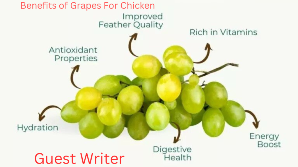 Can Chickens Eat Grapes?   