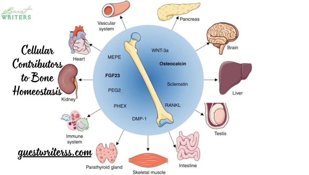 Peptide contribution to bones