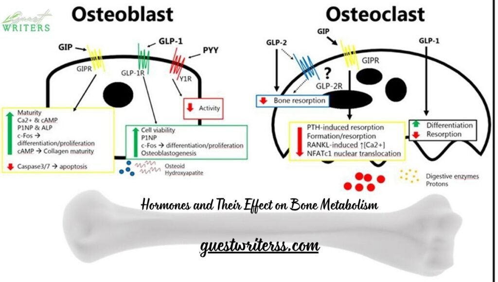 Osteoblast Activity Stimulation: What Is the Best Peptide for Bone Health?